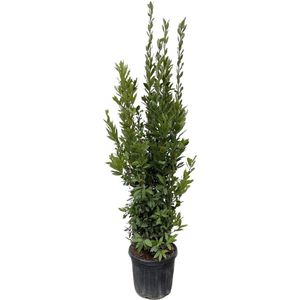 Laurier struik (Laurus Nobilis) ongeveer 180 cm hoog, buitenplant