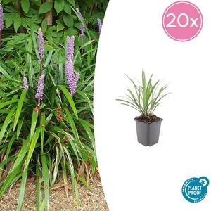 20 stuks Leliegras - Veilige siergrassen voor buiten 10-25cm
