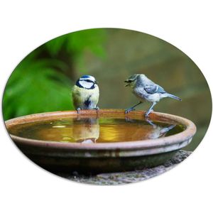 WallClassics - Dibond Ovaal - Vogeltjes Fluitend bij een Drinkbak - 108x81 cm Foto op Ovaal (Met Ophangsysteem)