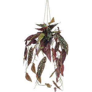 Kunstplant - Begonia Maculata - Stippenbegonia - 80 Cm