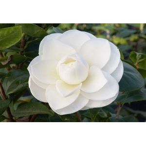 Garden Select - Set van 3 Camellia Japonica 'Wit' - Pot ⌀9cm - Hoogte  25-40cm - Tuinplant - Japanse Roos - Winterhard