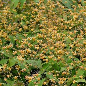 6x Elfenbloem - Epimedium hybride 'Amber Queen' - Pot 9x9cm