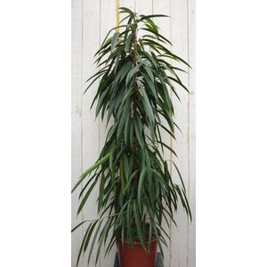 Kamerplant Ficus Smal blad 160 cm