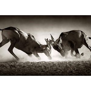 The african wildlife collection II – 120cm x 80cm - Fotokunst op PlexiglasⓇ incl. certificaat & garantie.