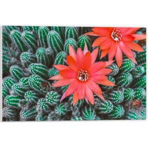 WallClassics - PVC Schuimplaat - Rode Bloemen op Cactusjes - 60x40 cm Foto op PVC Schuimplaat (Met Ophangsysteem)