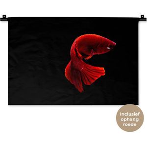 Wandkleed Dieren - Rode Siamese kempvis op zwarte achtergrond Wandkleed katoen 60x40 cm - Wandtapijt met foto