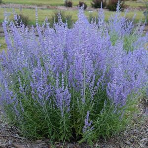 50 x Reuzenlavendel Blue Spire Paars|Blauw - Winterharde Tunplant - Perovskia Blue Spire in 9x9cm pot met hoogte 0-10cm