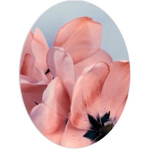WallClassics - PVC Schuimplaat Ovaal - Tulipa Gesneriana Roze Bloem op Pastelblauwe Achtergrond - 60x80 cm Foto op Ovaal (Met Ophangsysteem)