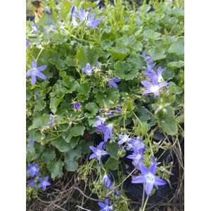 Klokjesbloem (Campanula) - Oeverplant - 3 losse planten - Om zelf op te potten - Vijverplanten Webshop