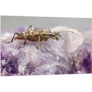 WallClassics - Vlag - Insect op een Paars Kristal - 120x80 cm Foto op Polyester Vlag