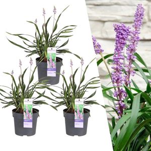 Leliegras, 3 Stuks, Groenblijvend Kleur bloem Paars, Siergras,3 x Liriope muscari Ingwersen - Ø 14 cm - ↨ 25 cm