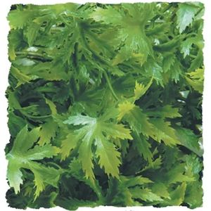 ZooMed - naturalistic flora - cannabis - small - terrariumplant