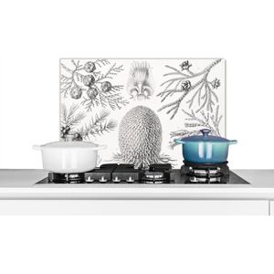 Spatscherm keuken 70x50 cm - Kookplaat achterwand Coniferen - Ernst Haeckel - Kunst - Retro - Illustratie - Natuur - Muurbeschermer - Spatwand fornuis - Hoogwaardig aluminium