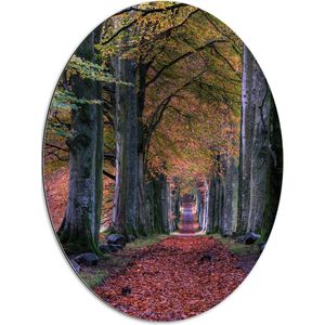 WallClassics - Dibond Ovaal - Pad in Bos tijdens de Herfst - 60x80 cm Foto op Ovaal (Met Ophangsysteem)