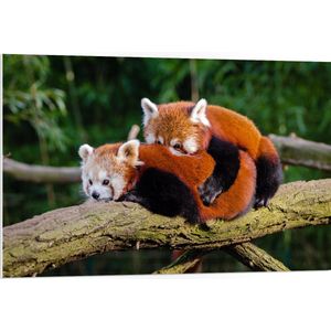 WallClassics - PVC Schuimplaat- Knuffelende Rode Panda's - 105x70 cm Foto op PVC Schuimplaat