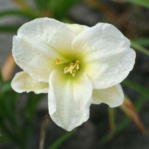 3x Hemerocallis ‘Arctic Snow’® - Daglelie - Pot 9x9 cm