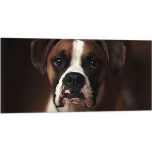 WallClassics - Vlag - Bruine Hond met Witte Vlekken - Boxer - 100x50 cm Foto op Polyester Vlag