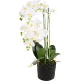 Phalaenopsis 5-tak - 68 cm