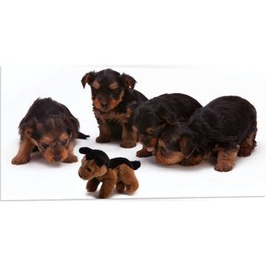 WallClassics - PVC Schuimplaat- Vier Bruin met Zwarte Puppy's bij Soortgenoot Knuffel - 100x50 cm Foto op PVC Schuimplaat