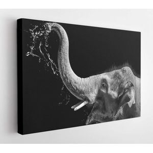 Modern oil painting of elephant happy, artist collection of animal painting for decoration and interior, canvas art, abstract elephant on black background, - Modern Art Canvas - Horizontal - 1731069442 - 50*40 Horizontal