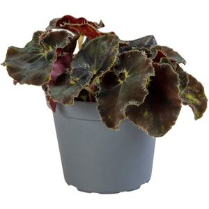Begonia Rex Dark Mambo - Hoogte 10cm - Pot 6cm