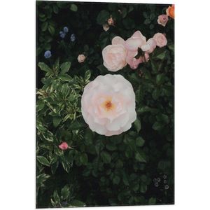 WallClassics - Vlag - Japanse Camellia Bloem op Groene Struik - 50x75 cm Foto op Polyester Vlag