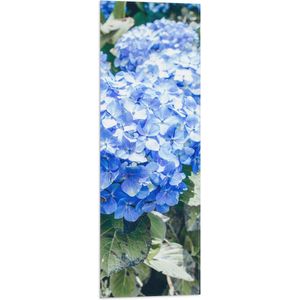 WallClassics - Vlag - Grote Blauwe Hortensia Bloemen - 30x90 cm Foto op Polyester Vlag