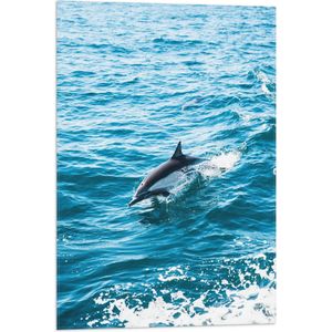 WallClassics - Vlag - Dolfijn Zwemmend in de Zee - 50x75 cm Foto op Polyester Vlag