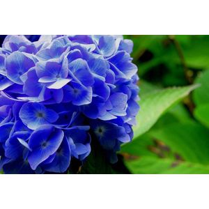 Hortensia blauwmaker 800 gram - aluminiumsulfaat - 100% biologisch verantwoord