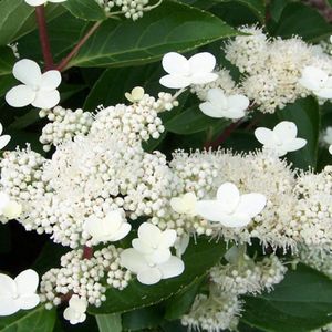 Hydrangea paniculata 'Dharuma' 30-40cm - Pluimhortensia, compacte hortensia met rijke bloei in de zomer