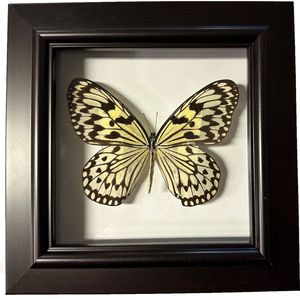 Apeirom Decoratief Opgezette Vlinder in 3D Lijst - 17.5*17.5cm - Lijst Donkerbruin