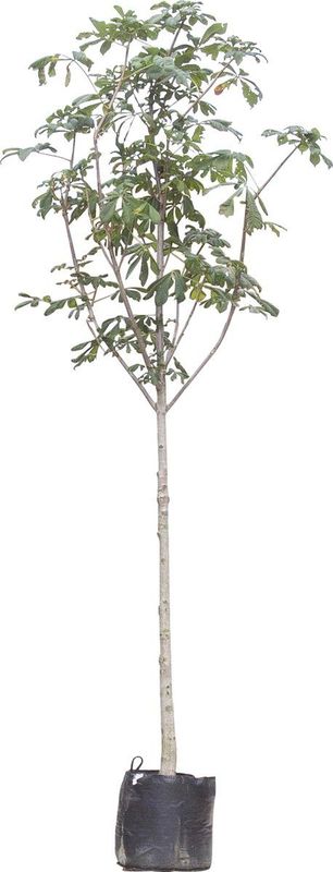 Paardenkastanje | Aesculus hippocastanum 6-10 cm | Bomenbezorgd.nl