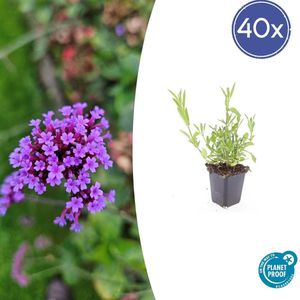 40x Stijf ijzerhard | luchtige vaste plant | 40 stuks Verbena