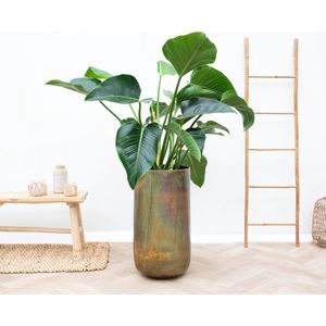 Combi deal - Philodendron Green Beauty inclusief vaas Elisa Mystic Bronze - 160cm