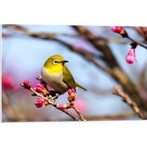 WallClassics - PVC Schuimplaat - Gele Vogel in Boom met Roze Bloementjes - 75x50 cm Foto op PVC Schuimplaat (Met Ophangsysteem)