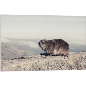 WallClassics - Vlag - Marmot op de Muur - 75x50 cm Foto op Polyester Vlag