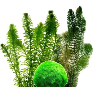 vdvelde.com - Losse Zuurstofplanten Set - M - 500 – 1.000 L - Voor 500 – 1.000 L - 16 planten - Plaatsing: los in het water