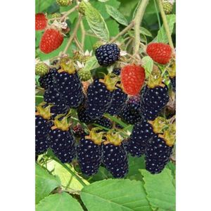 Rubus Thornless Evergreen - Braam