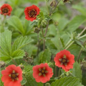 6x Ganzerik - Potentilla ‘Gibson’s Scarlet’ - Pot 9x9cm