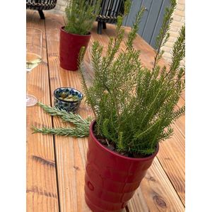 Boomheide - 6 Stuks - Erica scoparia - 1.5L - Plant- Tuinplant - Heide