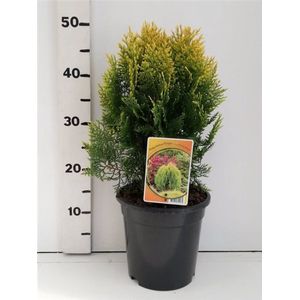 Plants Online - Set van 3 - Thuja occidentalis 'Aurea Nana' - 3 liter pot - Plant 25-30 cm