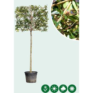 Glansmispel leiboom volgroeid | Photinia fraseri 'Red Robin' 18-20 cm 200 cm| Bomenbezorgd.nl