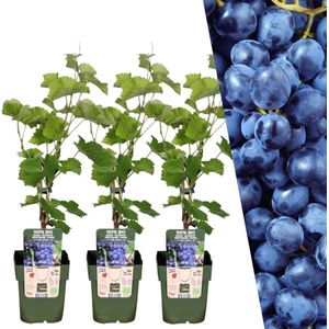 Plants by Frank | 3 Druivenplanten | 100% Biologische Fruitplanten | Druivenplanten | Tuinplanten | Winterharde Planten voor de Tuin