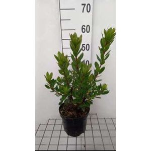 2 x Arbutus unedo 'Compacta' - Aardbeiboom 30- 40 cm in pot