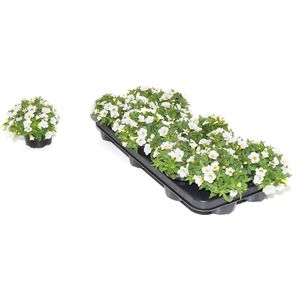 Mini-petunia / Million Bells (Callibrachoa) - wit - perkplant - 9 kwekerspotjes (Ø10,5cm) - volle tray
