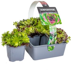 6x Sedum Mix – Rotsplanten – Bodembedekker – Onderhoudsvriendelijk – ⌀7 cm - 5-8 cm