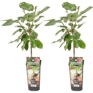 Bloomique - 2x Prunus Avium 'Van' - Kersenboom - Fruitbomen - Tuinplanten - Winterhard - ⌀14 cm - Hoogte 60-70cm
