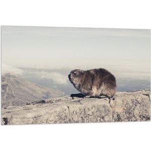 WallClassics - Vlag - Marmot op de Muur - 105x70 cm Foto op Polyester Vlag