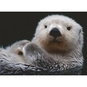 Ravensburger Puzzel Schattige Kleine Otter - Legpuzzel - 500 Stukjes