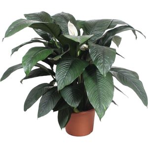 Spathiphyllum Sensation - 140 cm hoog, ø45 potmaat - Lepelplant met Donkergroene opvallende bladeren